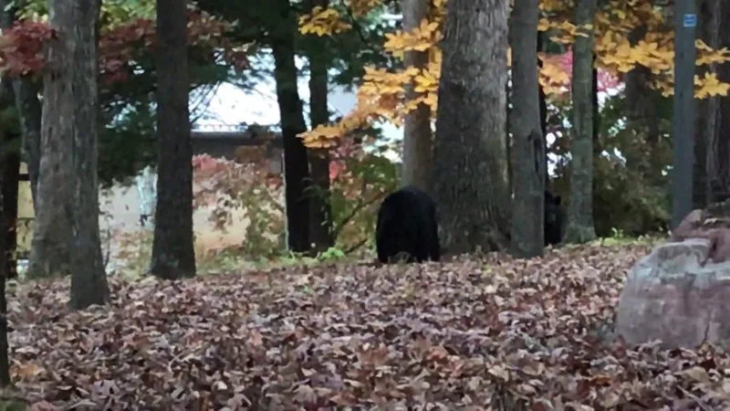 Bears at UNCA, November 7, 2018